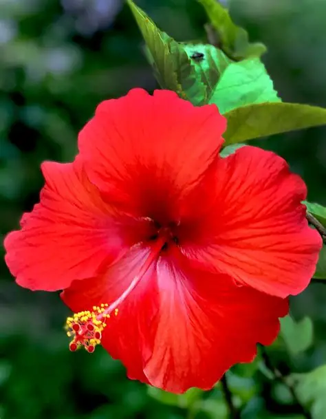Hibiscus